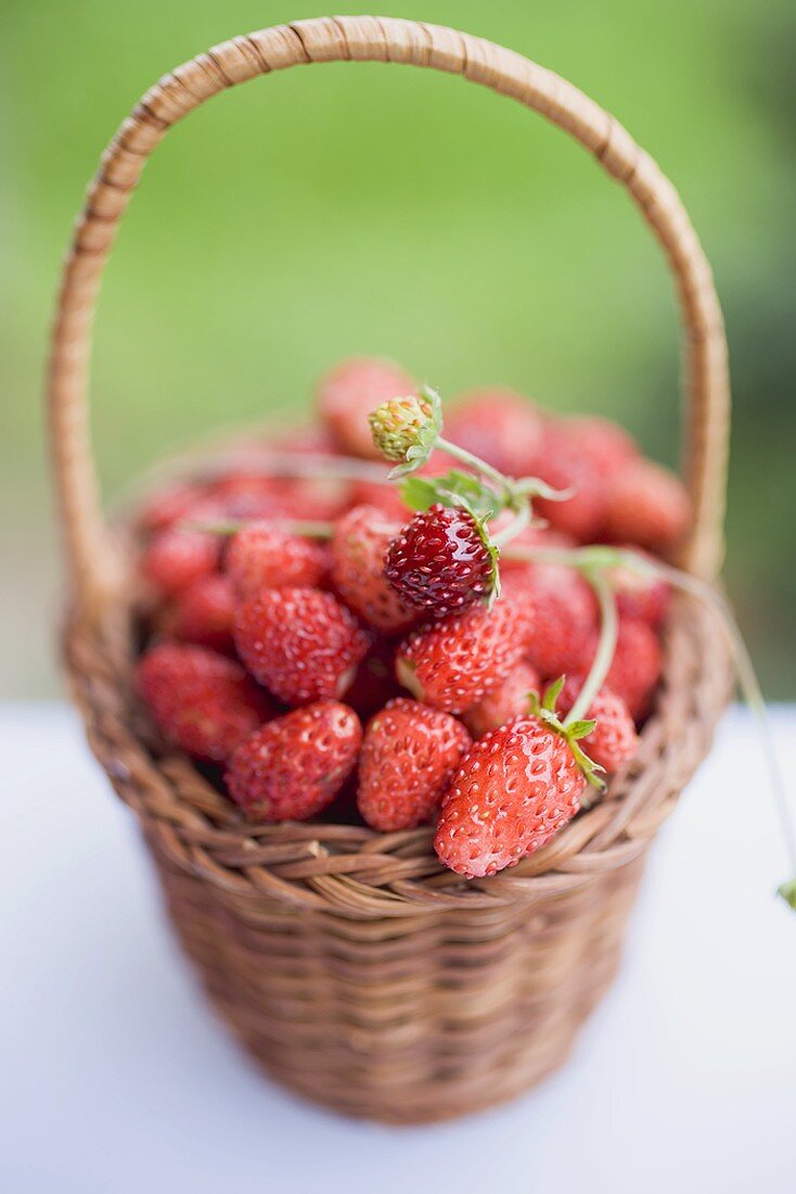 Wild strawberries in basket