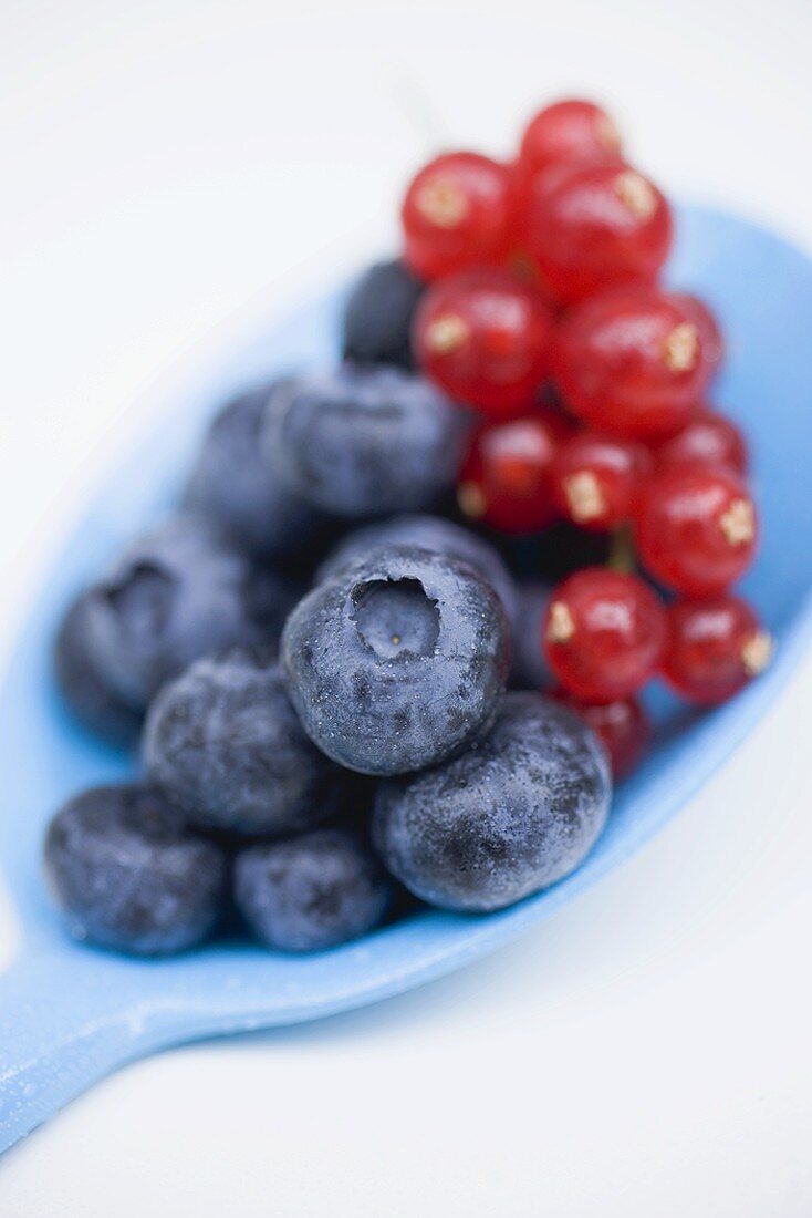 Heidelbeeren und rote Johannisbeeren auf blauem Löffel