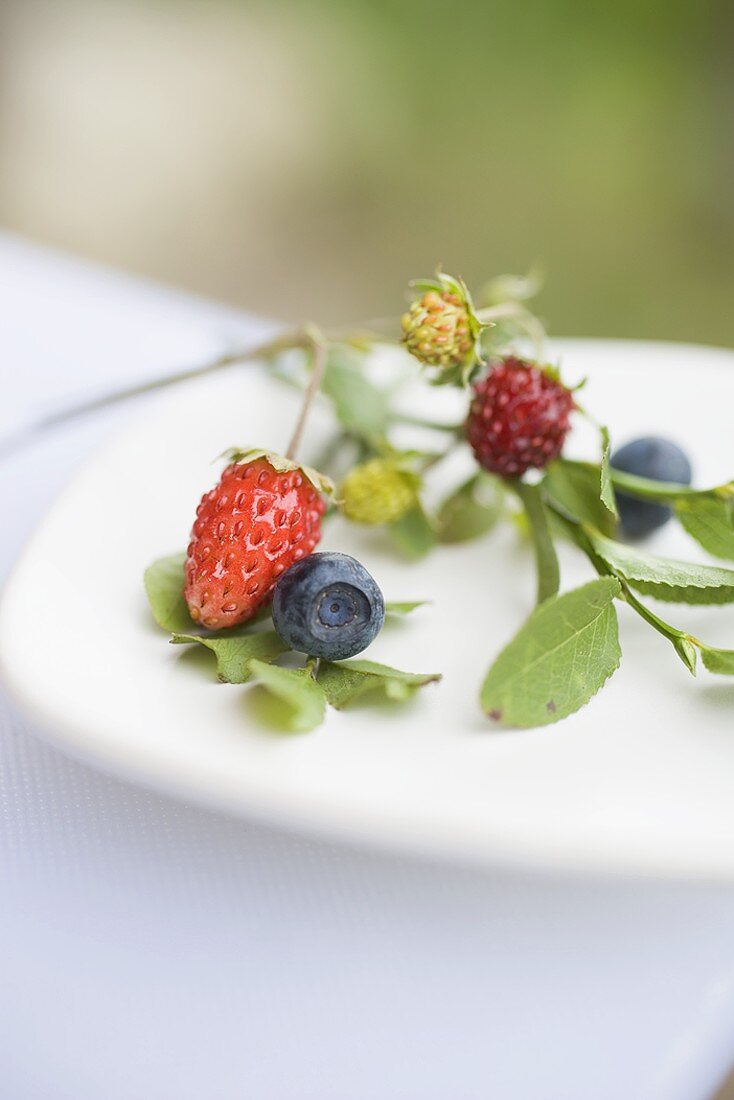 Walderdbeeren und Heidelbeeren auf Teller