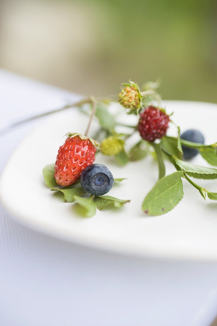 Wild strawberries and blueberries on plate