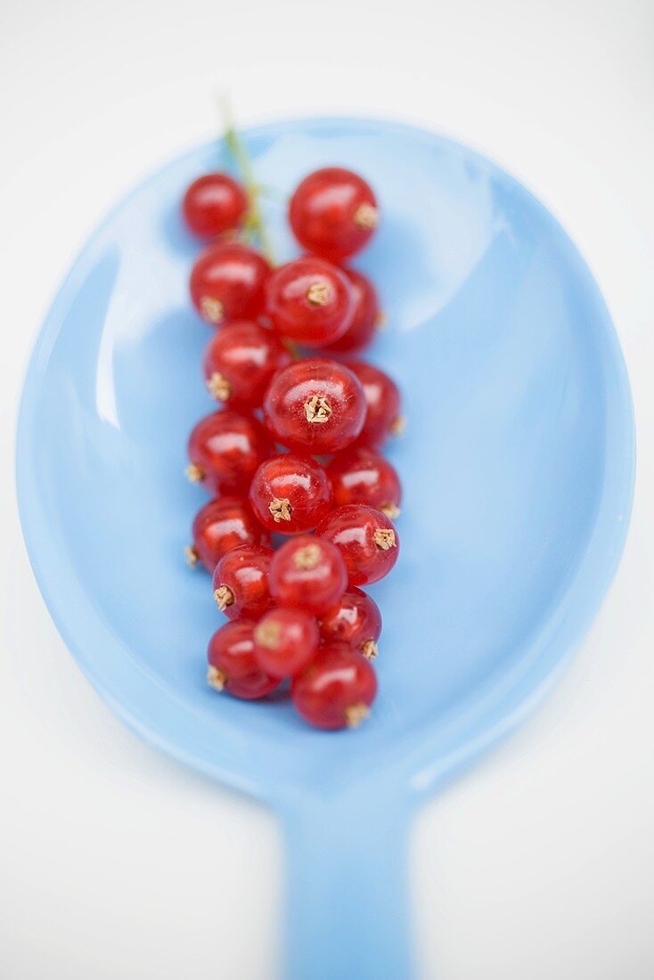 Rote Johannisbeeren auf Löffel