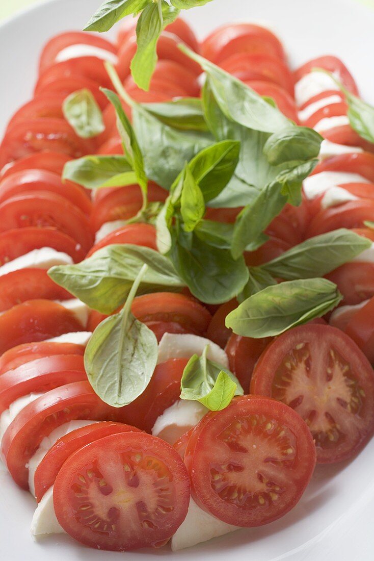 Tomaten und Mozzarella mit Basilikum