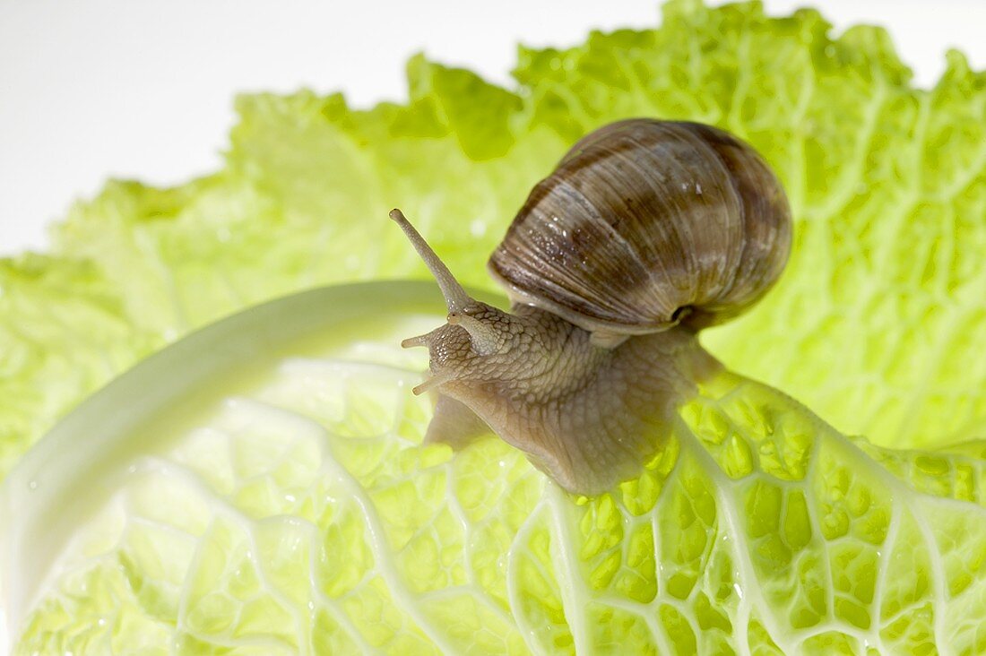 Snail on lettuce leaf