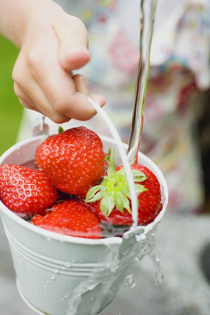 Washing strawberries in a bucket