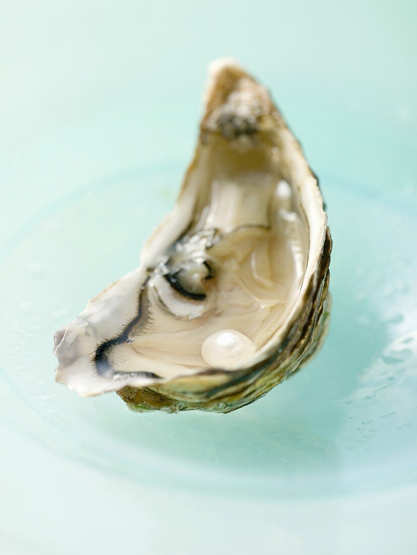 Fresh oyster with pearl on blue plate