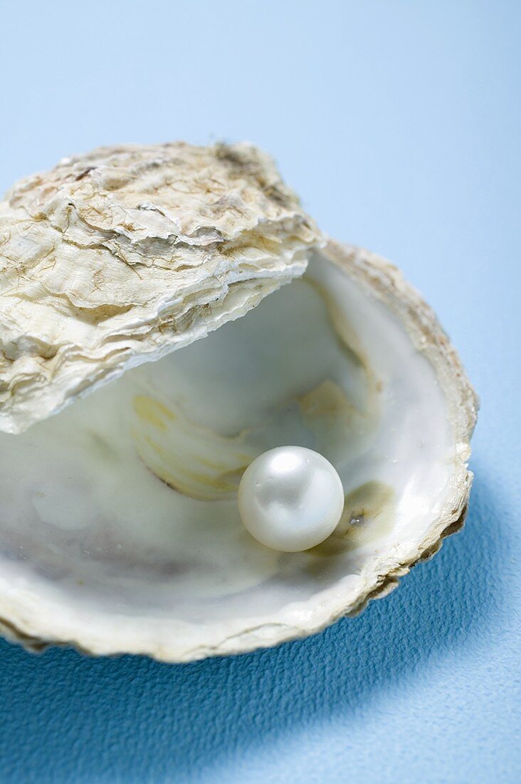 Perle in Austerschale