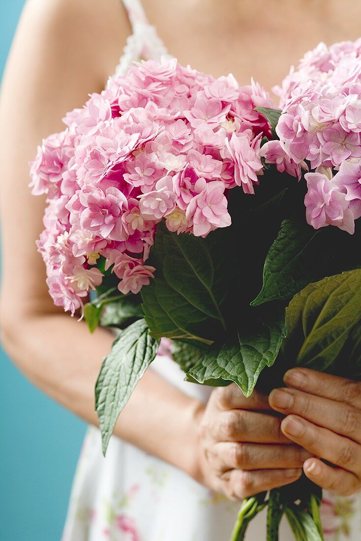 Woman holding bunch of pink hydrangeas