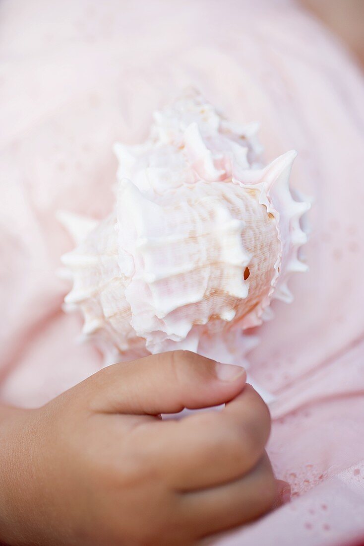 Child's hand holding sea shell