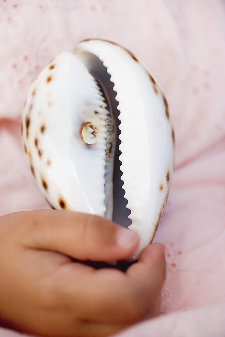 Child's hand holding sea shell