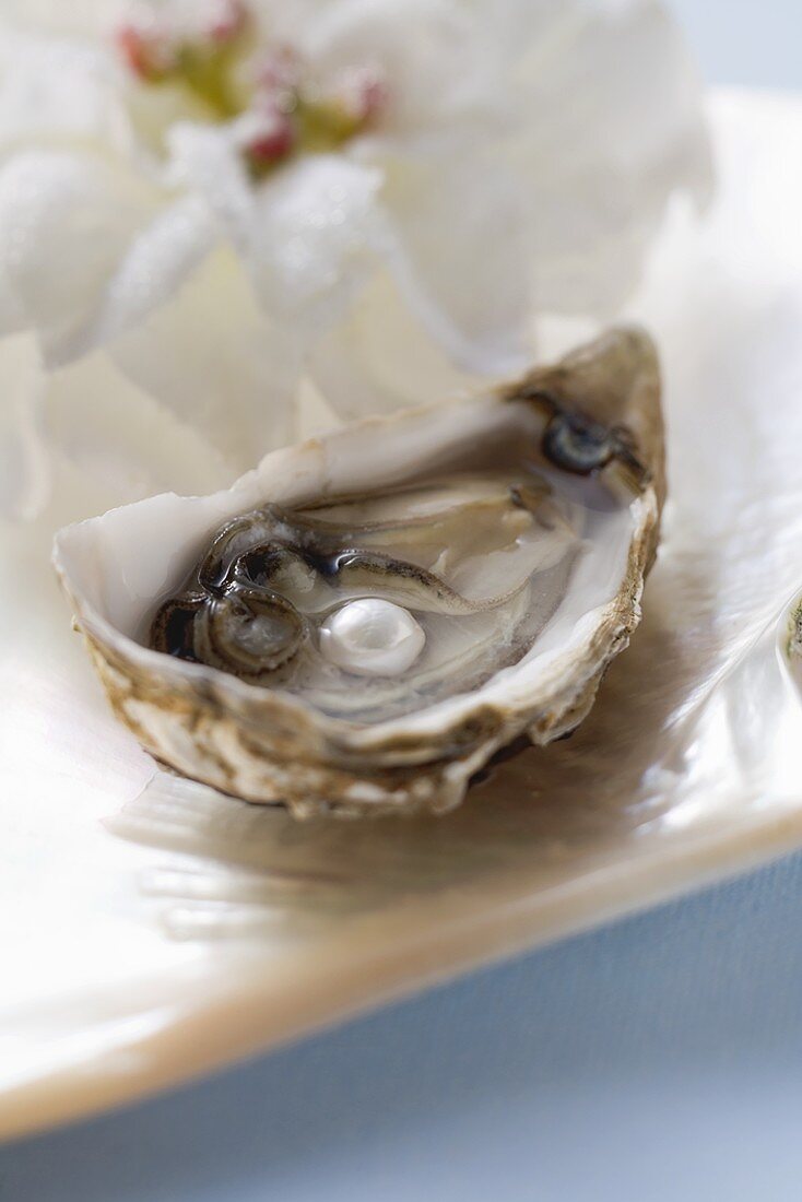 Frische Auster mit Perle, dahinter weiße Blüte