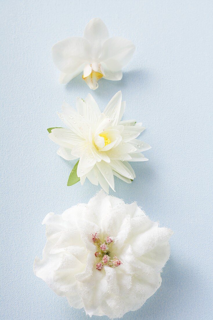 Three different white flowers