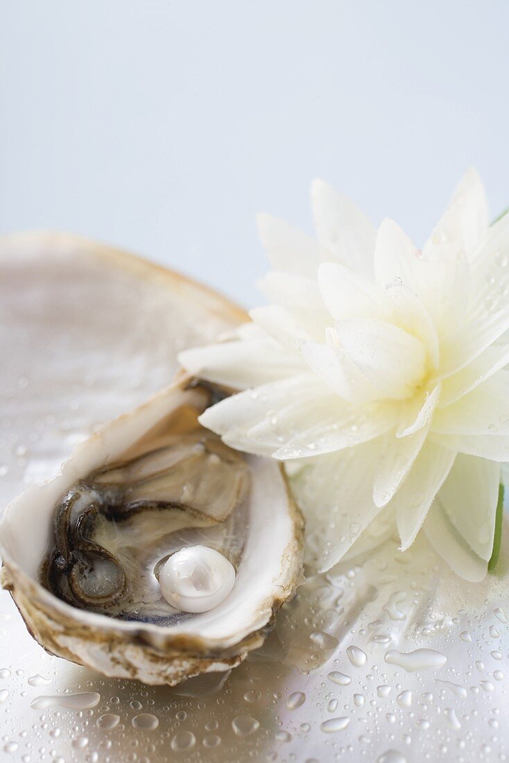 Fresh oyster with pearl, white water lily beside it
