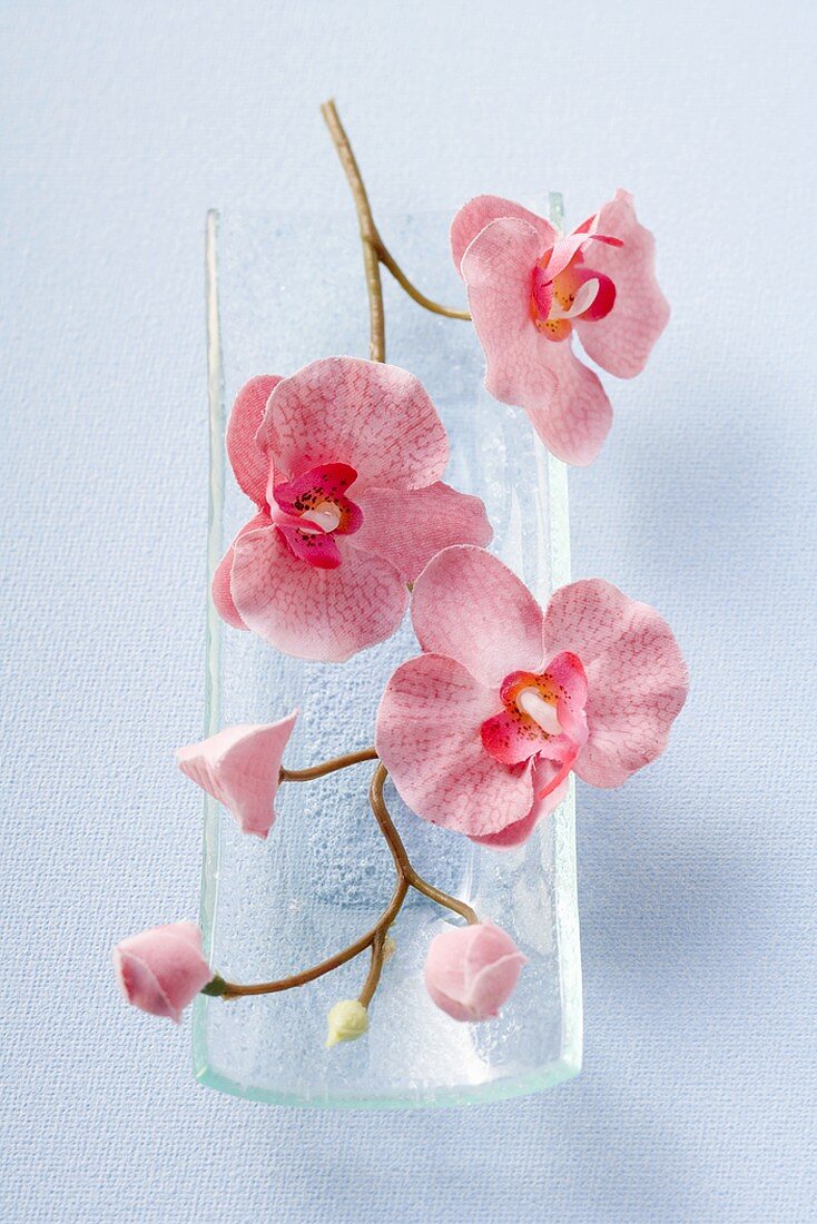 Zweig mit rosa Orchideen auf Glasschale