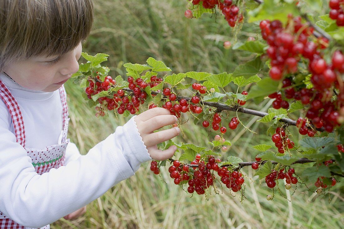 Child picking redcurrants from bush