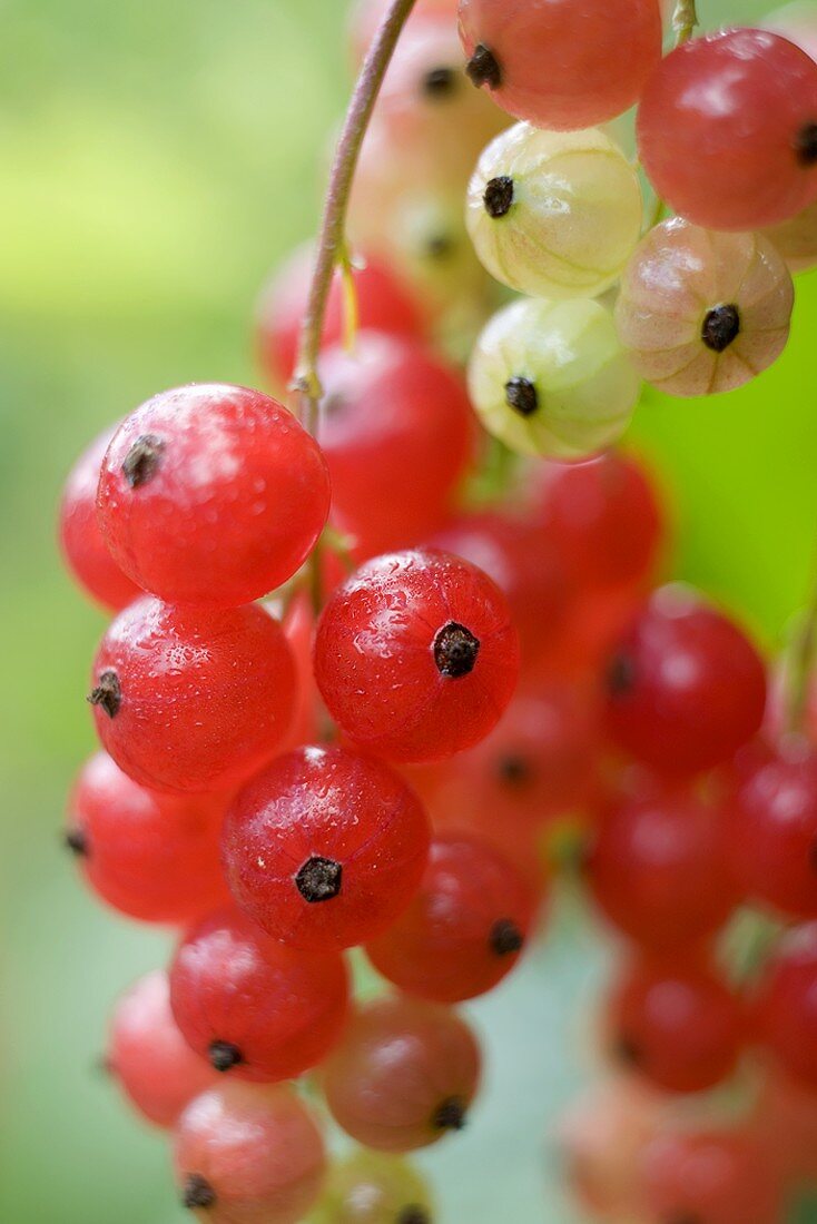 Rote Johannisbeeren am Strauch (Close Up)