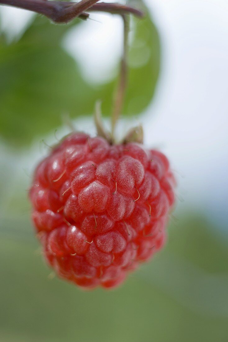 Raspberry on the cane (close-up)