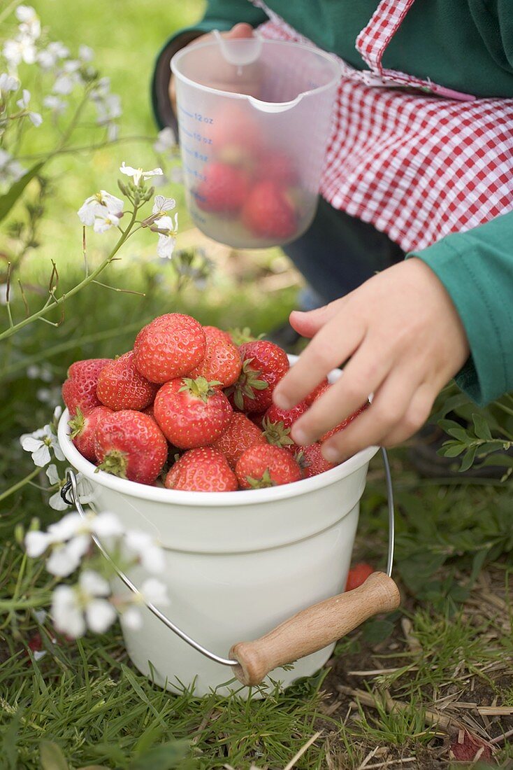 Kind mit Eimer voll Erdbeeren und Messbecher im Garten