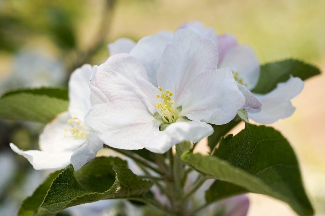 Apfelblüten am Zweig