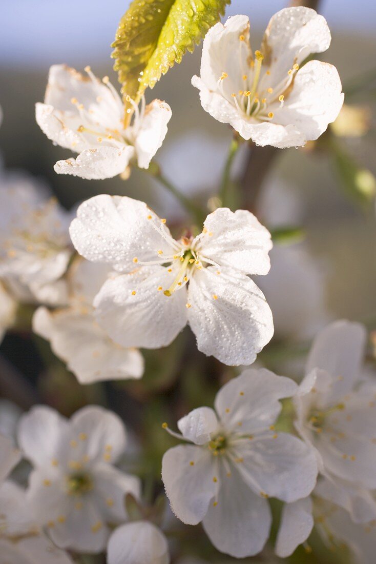 Cherry blossom on branch