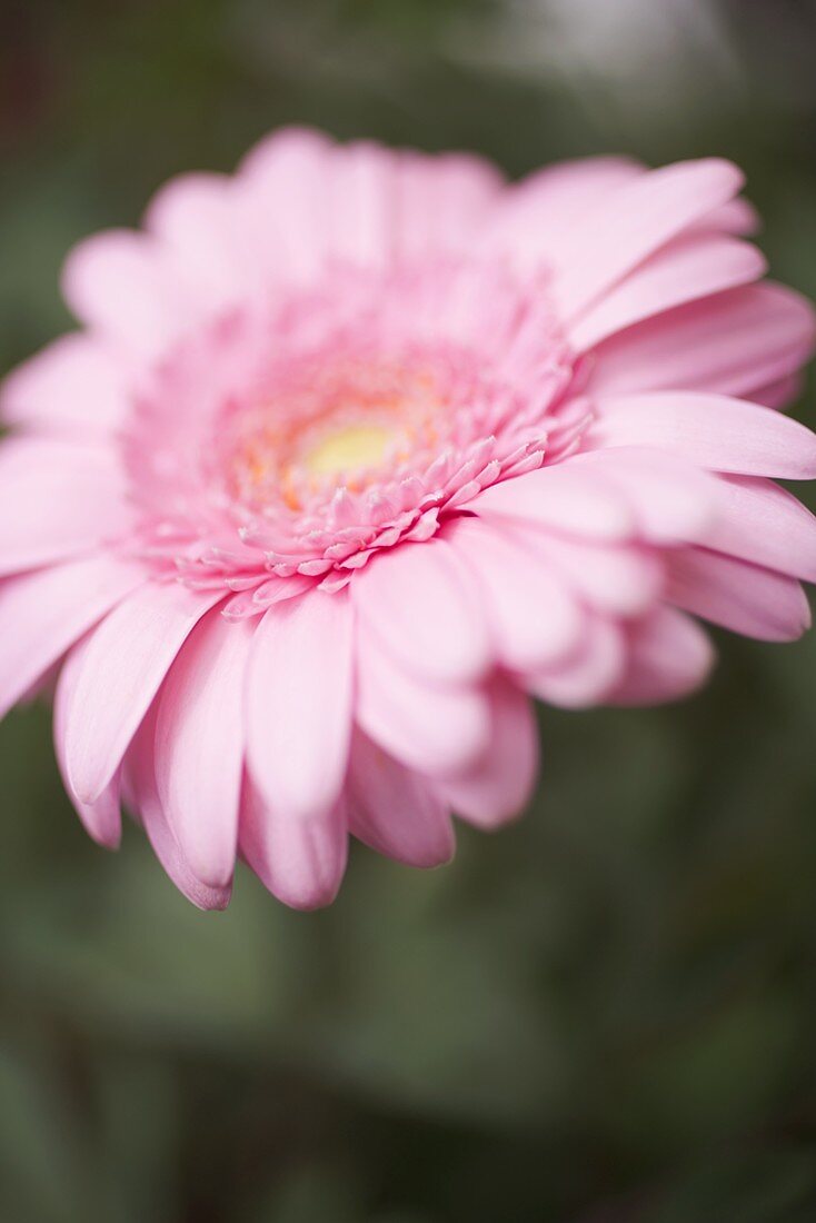 Rosa Gerbera (Close Up)