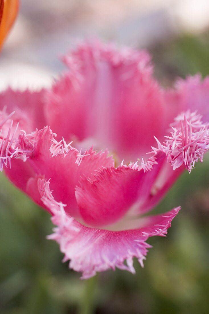 Pink tulip