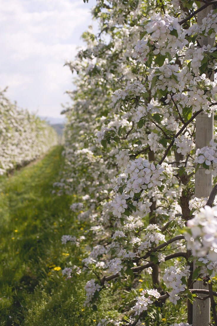 Young apple trees in blossom