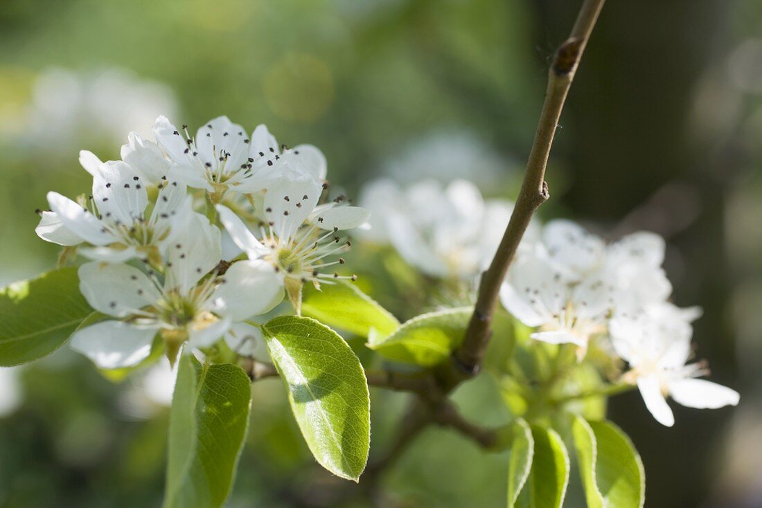 Birnenblüten am Zweig