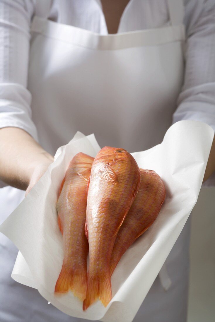 Woman holding fresh red mullet on paper