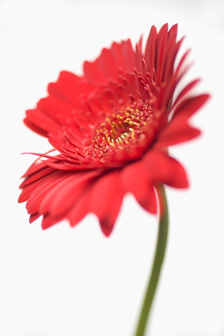 Rote Gerbera