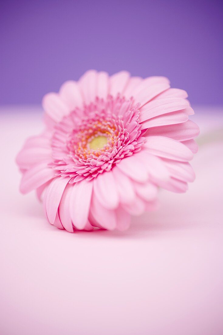 Pink gerbera