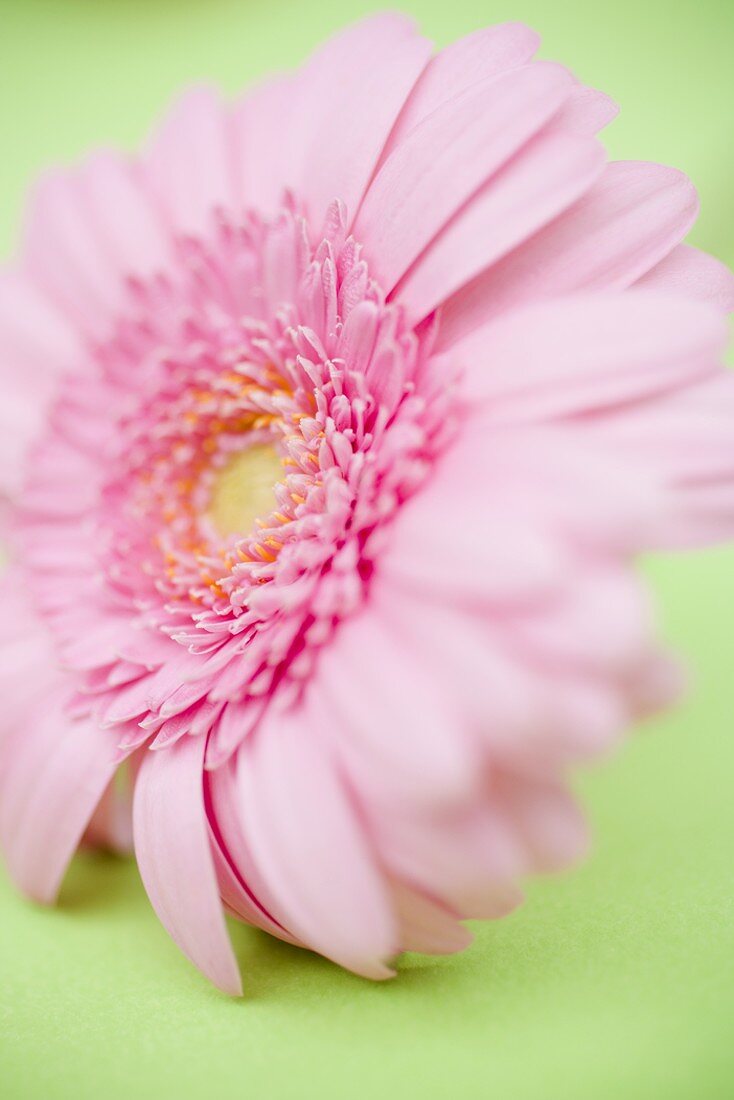 Pink gerbera