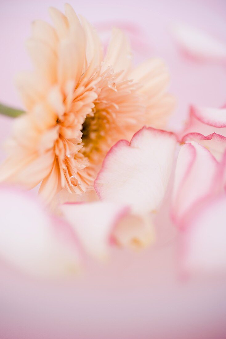 Rosenblütenblätter und Gerbera