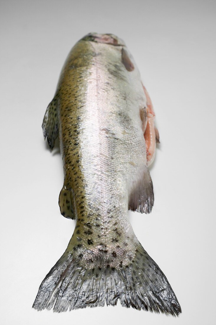 Salmon trout