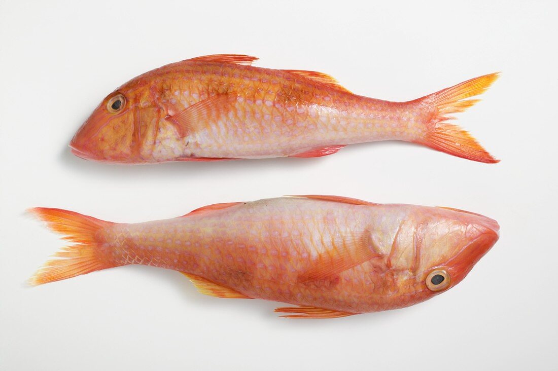 Two red mullet