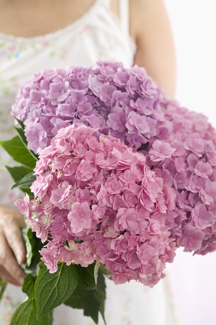 Woman holding bunch of hydrangeas