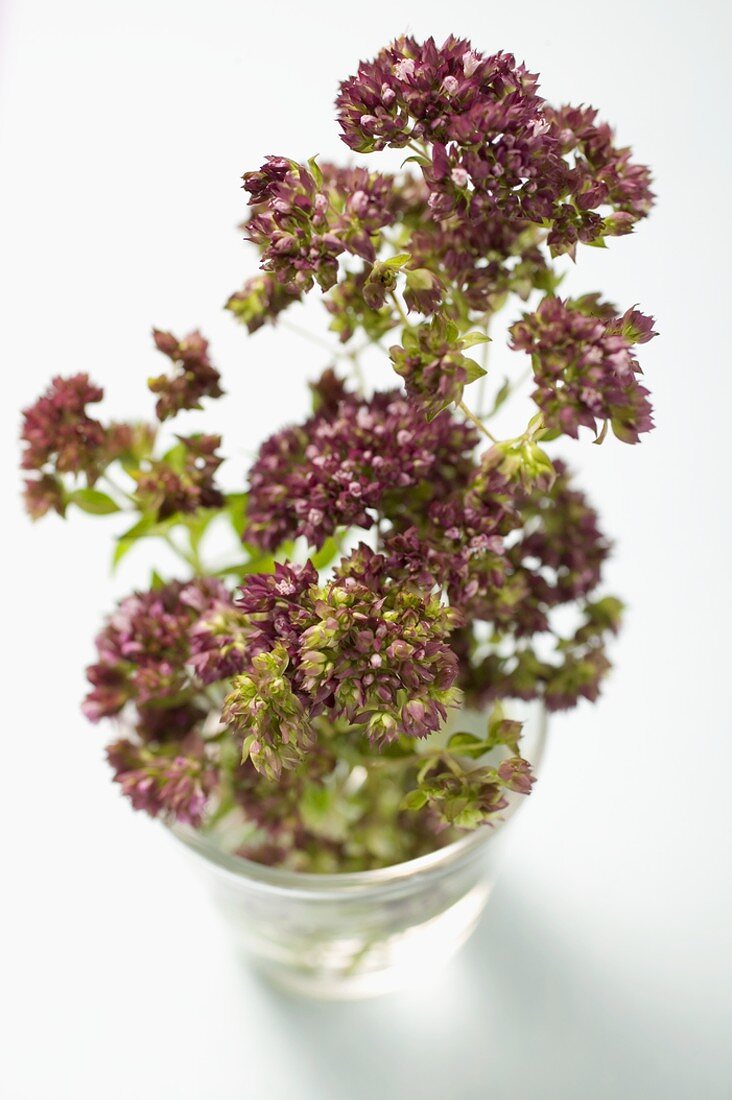 Thyme flowers in a glass of water
