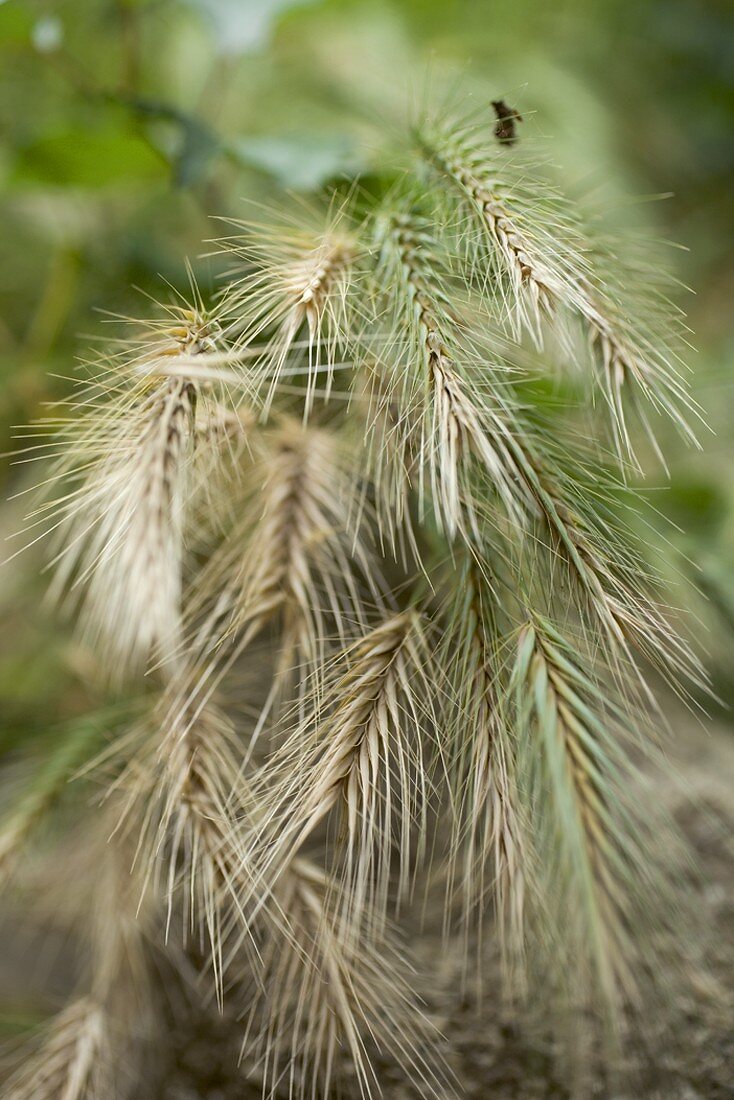 Ears of barley