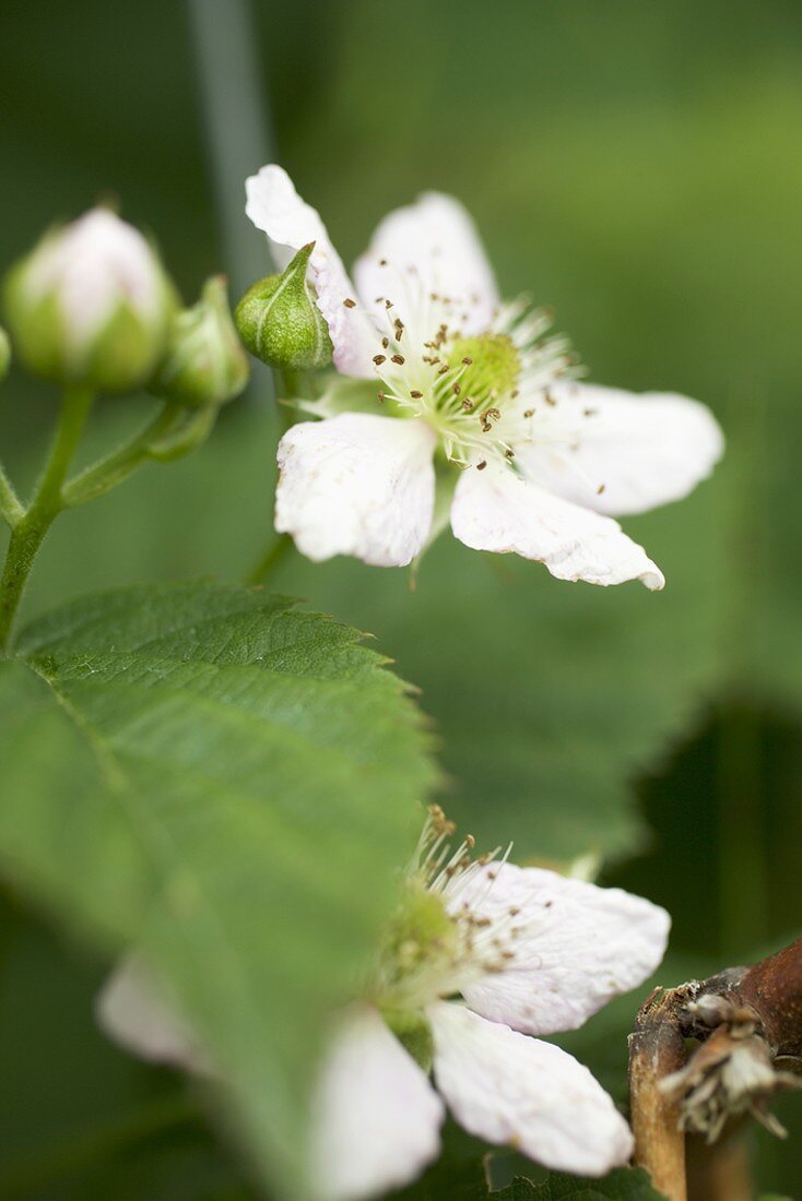 Birnenblüten am Zweig