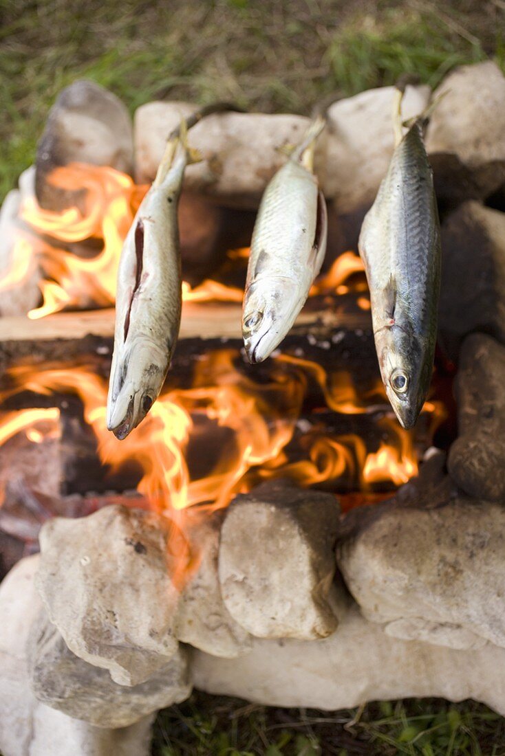 Fische auf Lagerfeuer grillen