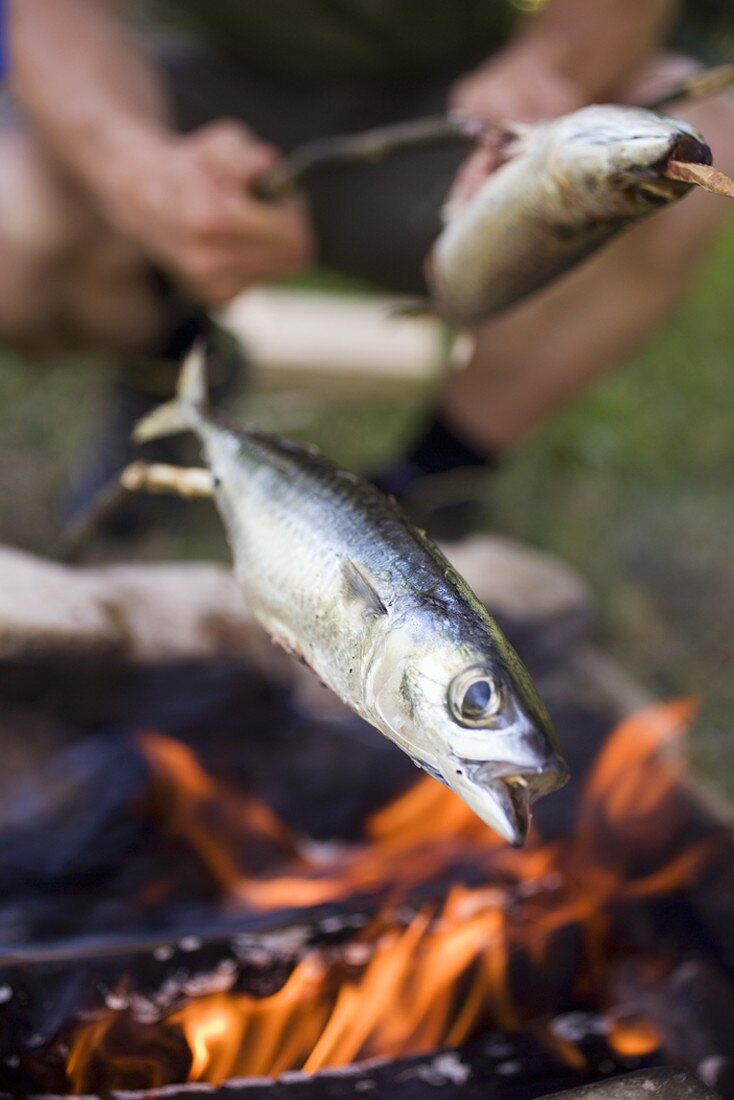 Grilling fish over camp-fire