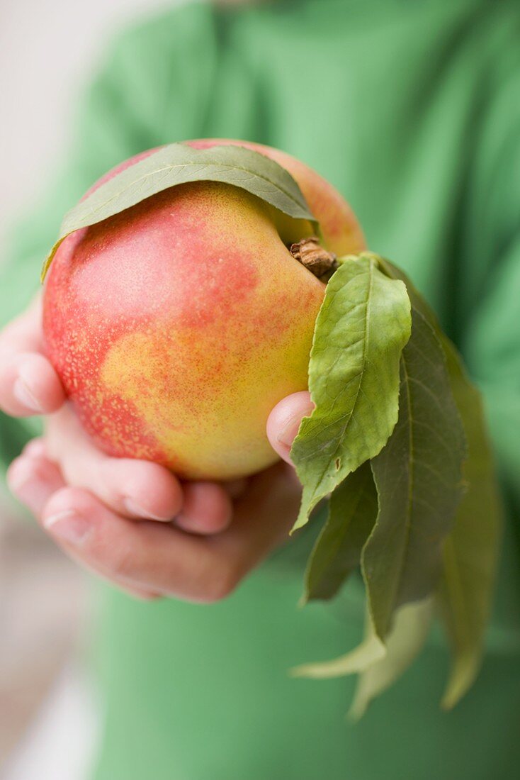 Child's hands holding nectarine with leaves