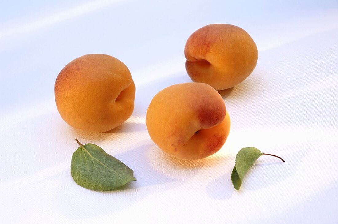 Three apricots with leaves
