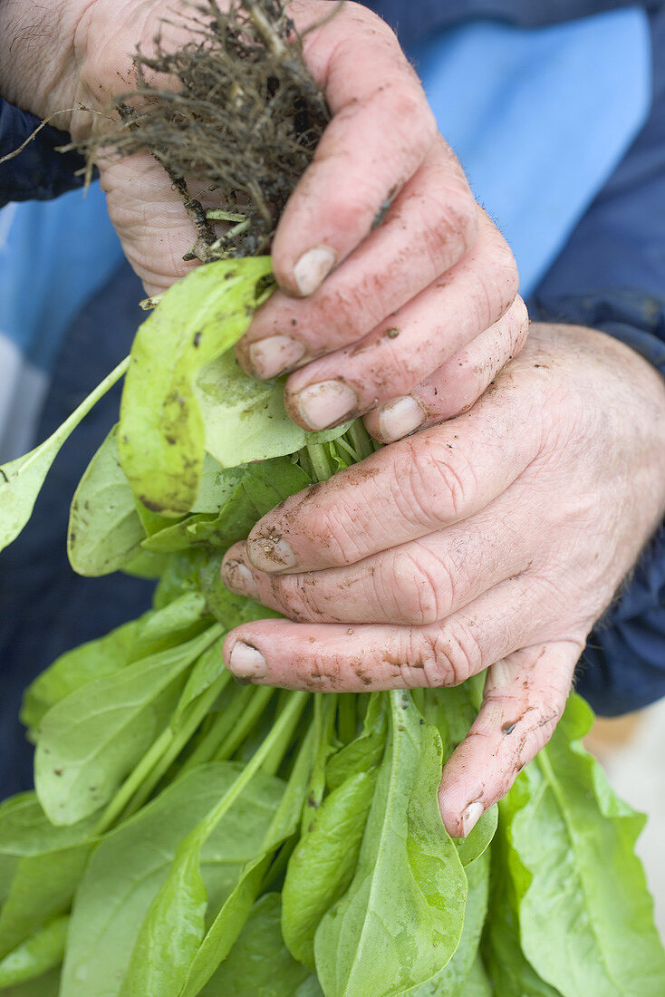 Dirty hands holding fresh spinach plants