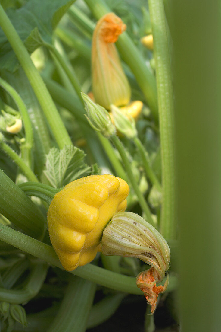 Patty pan squashes on the plant