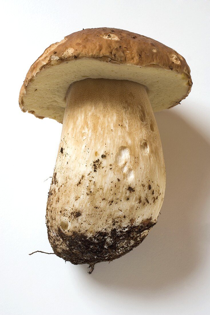 Fresh cep with soil