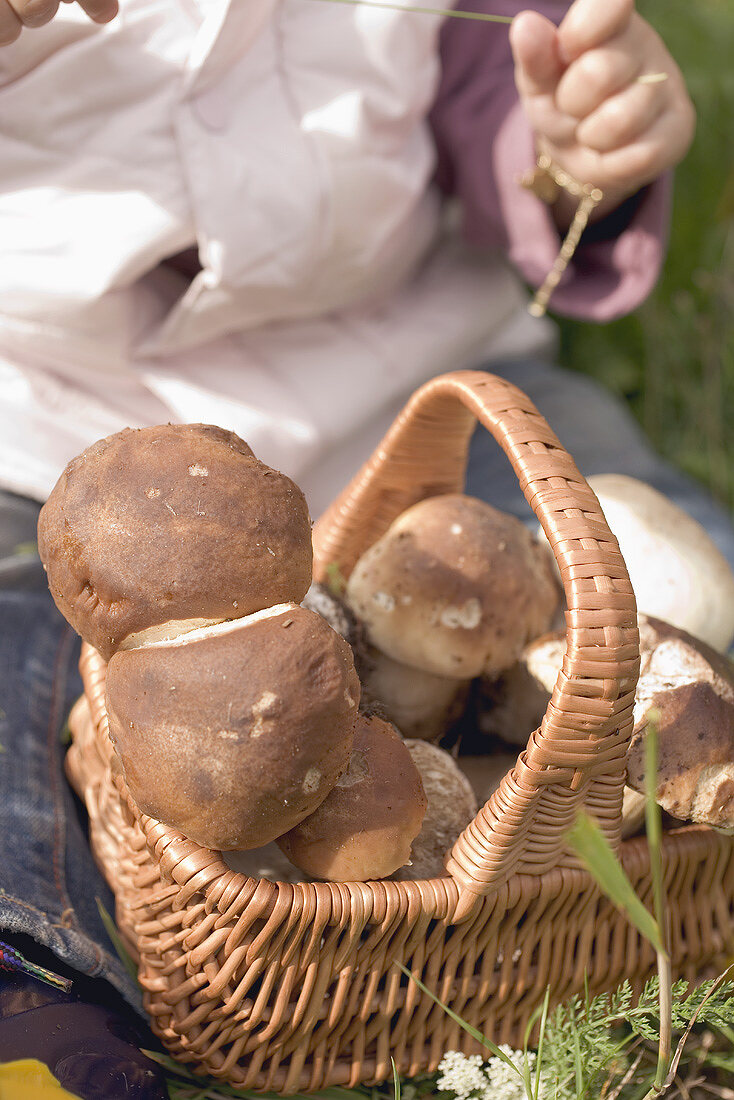 Small girl with a basket full of freshly picked ceps