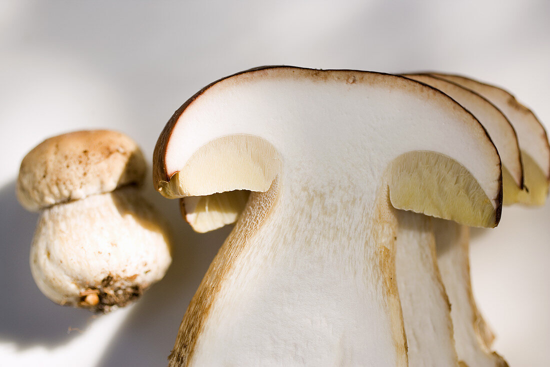 Kleiner Steinpilz neben grossen Steinpilzscheiben