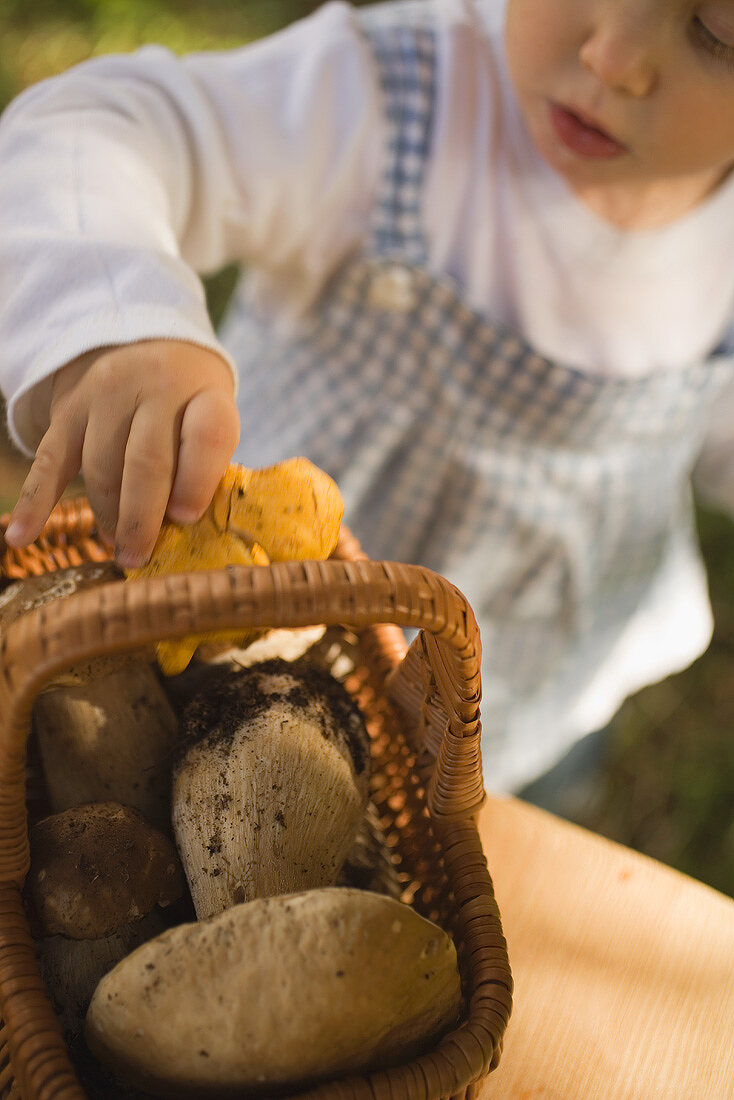 Kleines Mädchen gibt frische Pfifferlinge in Korb