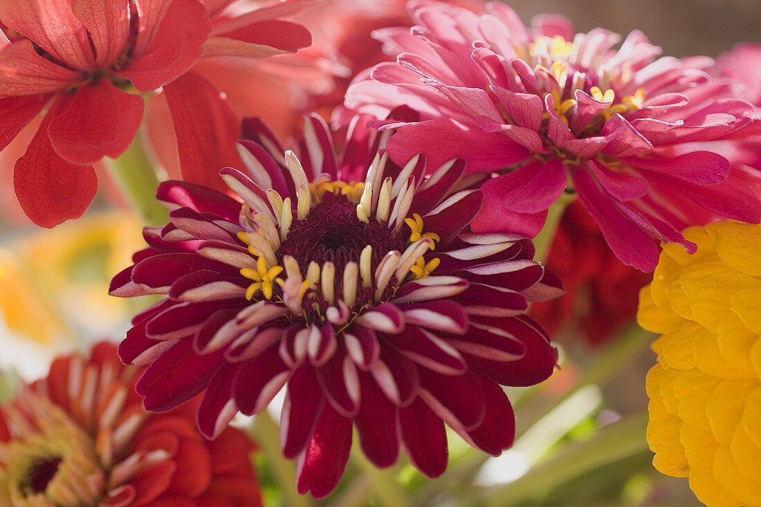 Bunte Sommerblumen (Close Up)