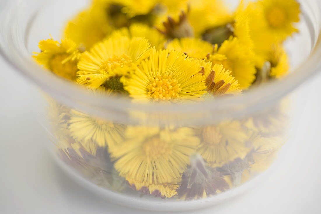 Coltsfoot flowers in a glass bowl (close-up)